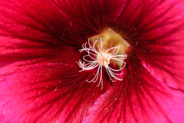 Yakın planda mallow çiçeği, alanın sığ derinliğine dikkat edin