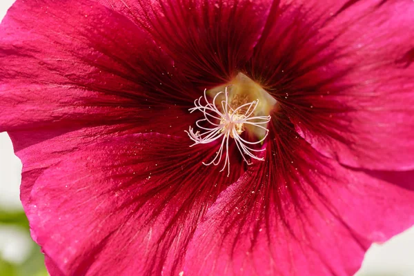 Malvenblüte Nahaufnahme Beachten Sie Flache Schärfentiefe — Stockfoto