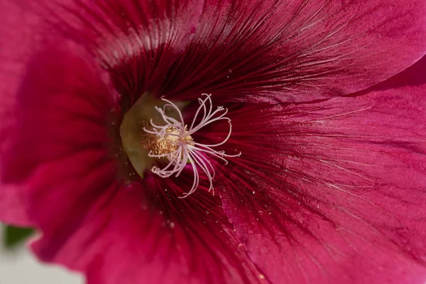 Mallow Flower Close Note Shallow Depth Field — Stock Photo, Image