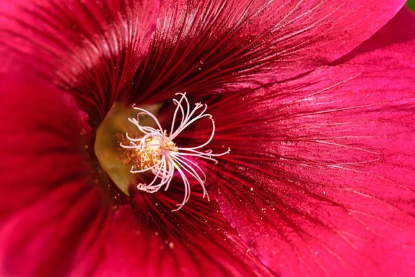 Mallow Flower Close Note Shallow Depth Field — Stock Photo, Image