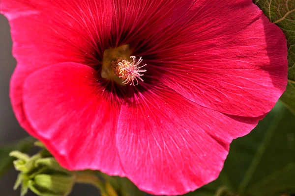 Red Mallow Flower Close Note Shallow Depth Field — Stock Photo, Image