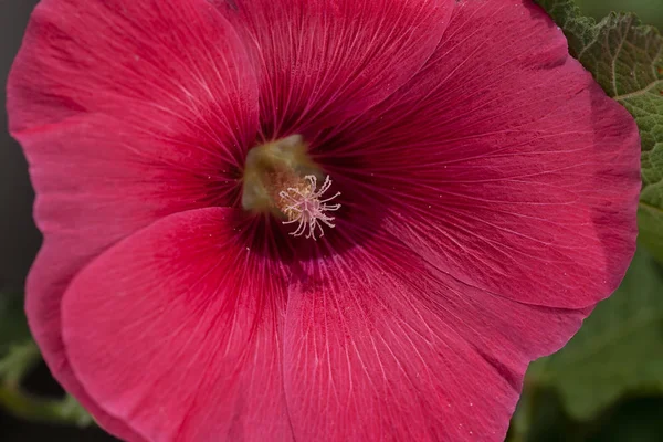 Red Mallow Flower Close Note Shallow Depth Field — Stock Photo, Image