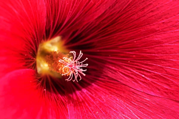 Yakın planda mallow çiçeği, alanın sığ derinliğine dikkat edin