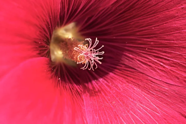 Yakın planda mallow çiçeği, alanın sığ derinliğine dikkat edin