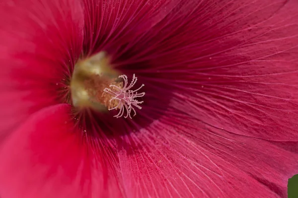 Mallow Flower Close Note Shallow Depth Field — Stock Photo, Image