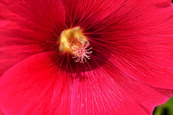 Mallow Flower Close Note Shallow Depth Field — Stock Photo, Image