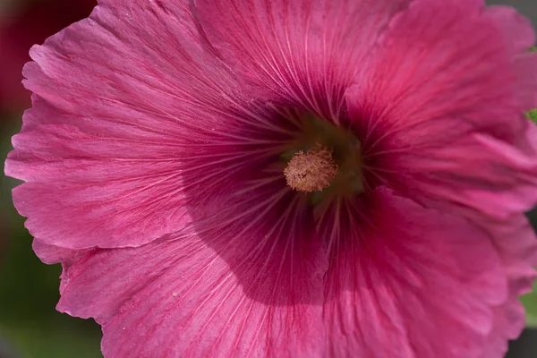 Красный Нежный Цветок Крупным Планом Обратите Внимание Небольшую Глубину Резкости — стоковое фото