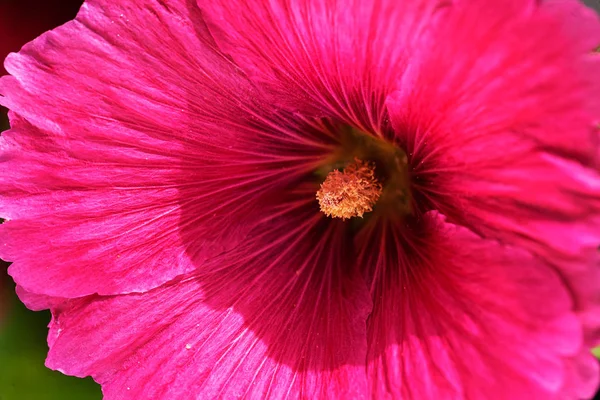 kırmızı mallow çiçeği yakın planda, alanın sığ derinliğine dikkat edin