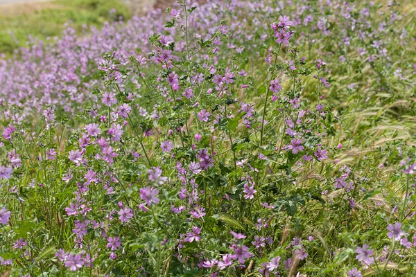 Tipos Flores Violetas Prado Note Profundidade Rasa Campo — Fotografia de Stock