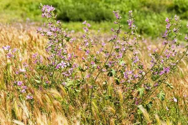 Çayırdaki menekşe çiçekleri, tarlanın sığ derinliğine dikkat edin.