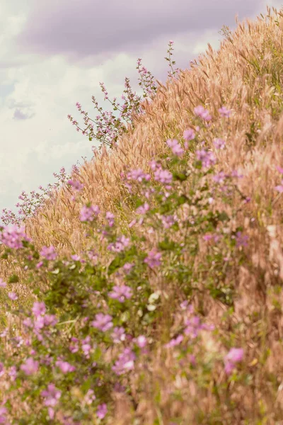 Виды Фиолетовых Цветов Лугу Обратите Внимание Неглубокую Глубину Поля — стоковое фото