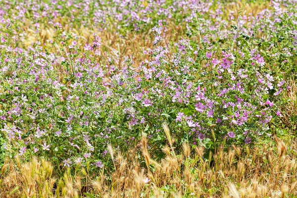 Çayırdaki menekşe çiçekleri, tarlanın sığ derinliğine dikkat edin.