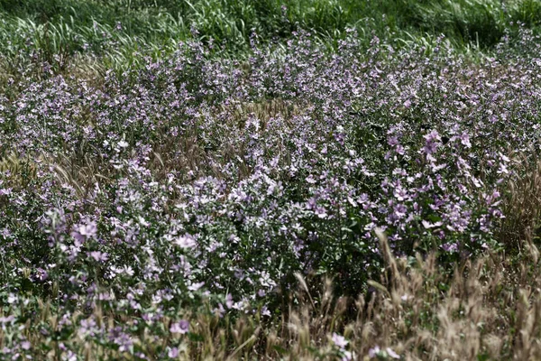 Tipos Flores Violetas Prado Note Profundidade Rasa Campo — Fotografia de Stock