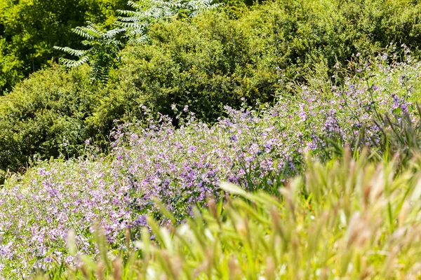 Çayırdaki menekşe çiçekleri, tarlanın sığ derinliğine dikkat edin.