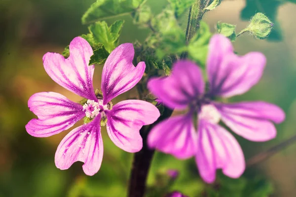 Mallow çiçekleri doğada, dikkat edin sığ tarla derinliği