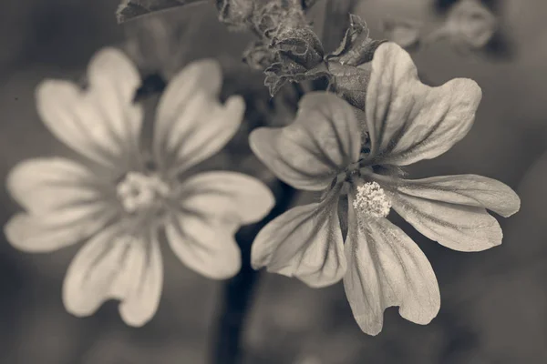 Mallow Flowers Nature Note Shallow Depth Field — Stock Photo, Image