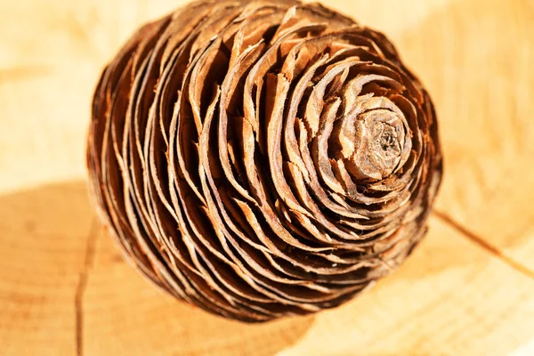 Rodzaj Szyszek Sosnowych Drewnianej Podstawie Płytka Głębokość Ostrosłupa — Zdjęcie stockowe