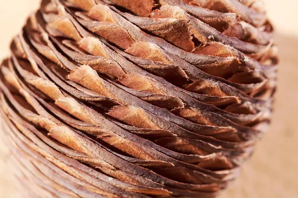 Female Cone Wooden Table Focus Note Shallow Depth Field — Stock Photo, Image