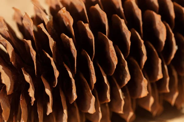 Ahşap bir zemine yakın çam kozalakları, dikkat edin sığ alan derinliği