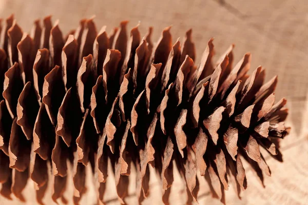 Ahşap bir zemine yakın çam kozalakları, dikkat edin sığ alan derinliği