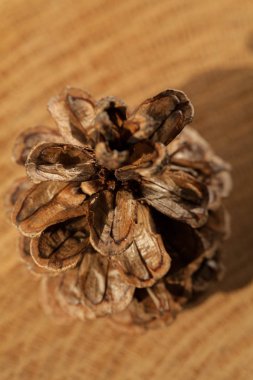 Ahşap bir tabanda çam kozalağı, sığ alan derinliğine dikkat edin.