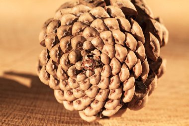 Ahşap bir tabanda çam kozalağı, sığ alan derinliğine dikkat edin.