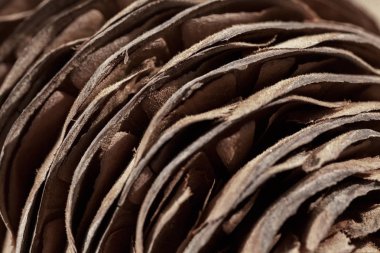 Köknar konisi ahşap masaya yakın, sığ alan derinliği not