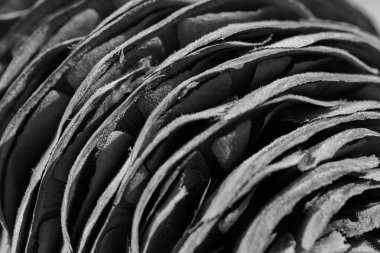 Köknar konisi ahşap masaya yakın, sığ alan derinliği not