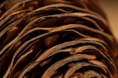 Köknar konisi ahşap masaya yakın, sığ alan derinliği not