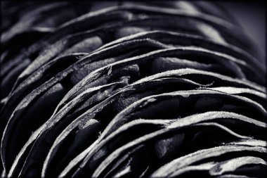 Köknar konisi ahşap masaya yakın, sığ alan derinliği not