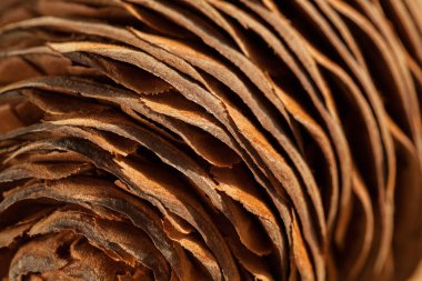 Köknar konisi ahşap masaya yakın, sığ alan derinliği not