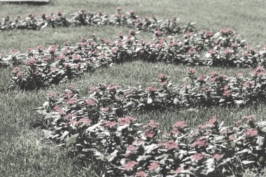 Parktaki organize çiçekler, tarlanın sığ derinliğine dikkat edin