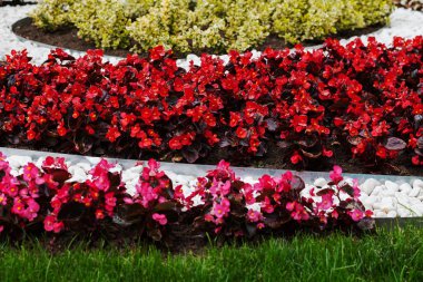 Parktaki organize çiçekler, tarlanın sığ derinliğine dikkat edin