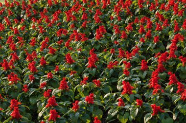 Dalları küçük kırmızı çiçeklerle dolu, derin tarlalara dikkat edin.