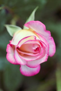 Yeşil arkaplanda pembe gül, alanın sığ derinliğine dikkat edin.