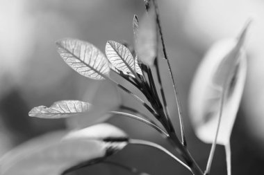 Güneş, Not alan sığ derinliği ışık altında kırmızı yaprakları