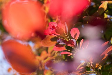 güneşli bir günde kırmızı yaprakları