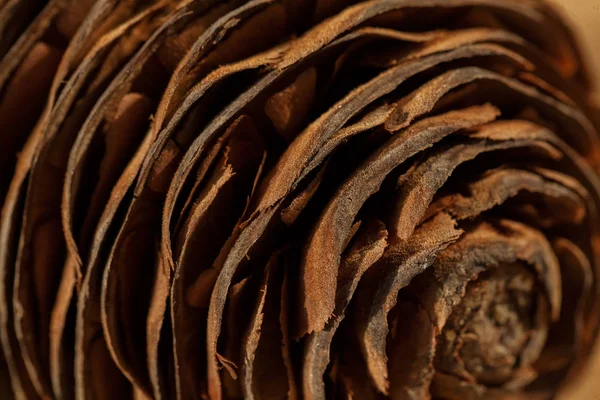 Fir Cone Close Wooden Table Note Shallow Depth Field — Stock Photo, Image