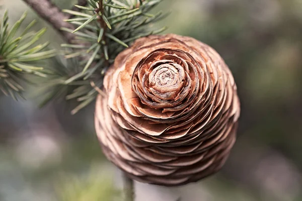 Fir Cone Branch Note Shallow Depth Field — Stock Photo, Image