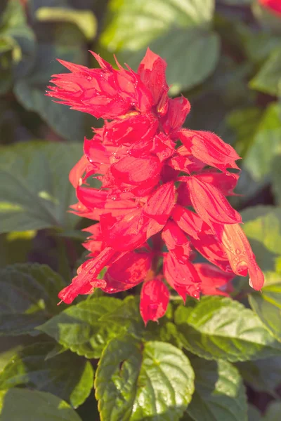 Unusual Red Flower Green Leaves Note Shallow Depth Field — Stock Photo, Image
