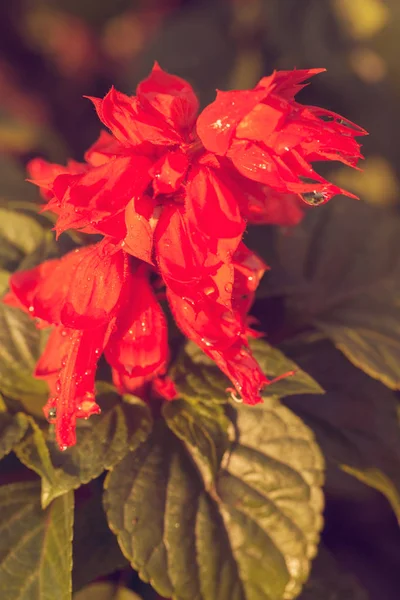 Insolito Fiore Rosso Con Foglie Verdi Nota Bassa Profondità Campo — Foto Stock