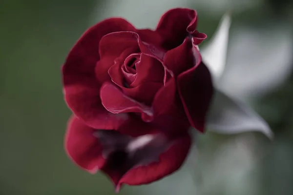 Red Rose Green Background Note Shallow Depth Field — Stock Photo, Image