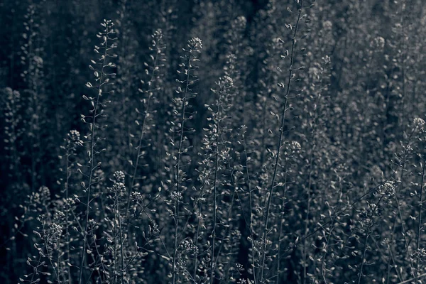 High Green Plants Field Note Shallow Depth Field — Stock Photo, Image