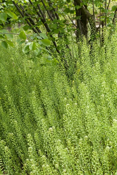 Plantes Vertes Élevées Dans Champ Notez Une Faible Profondeur Champ — Photo