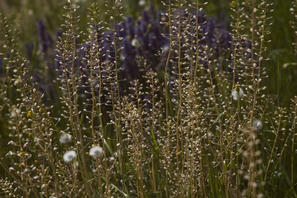 Arten Von Blumen Auf Der Wiese Beachten Sie Die Geringe — Stockfoto
