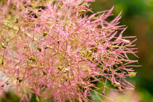 Hierba de pampas con brotes — Foto de Stock