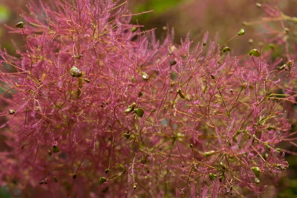 Hierba de pampas con brotes — Foto de Stock