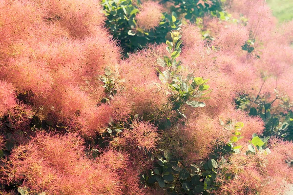 Pluizig Boom Met Roze Bloemen Opmerking Ondiepe Scherptediepte — Stockfoto