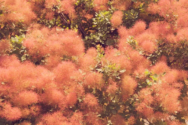 フィールドの浅い深さとピンクの花 ふわふわツリー — ストック写真