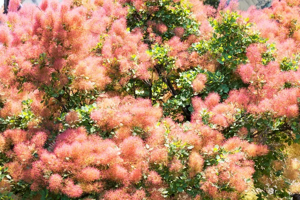 Árbol Esponjoso Con Flores Color Rosa Nota Poca Profundidad Campo — Foto de Stock